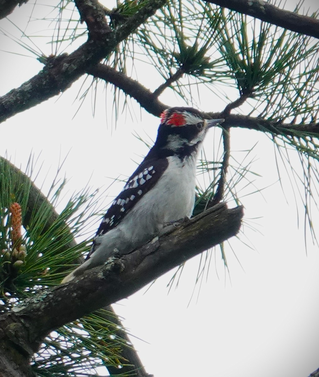 Hairy Woodpecker - ML618511268
