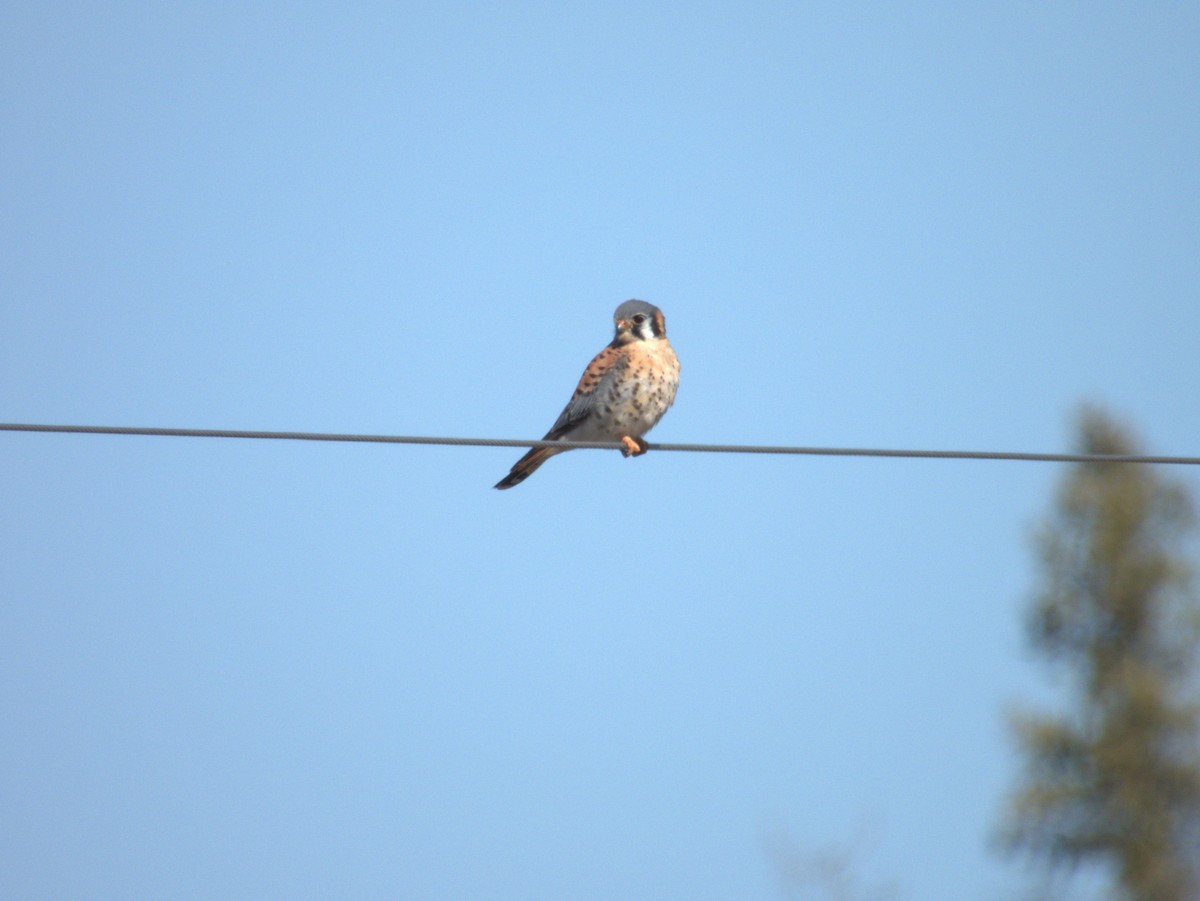 American Kestrel - Vince Hiebert