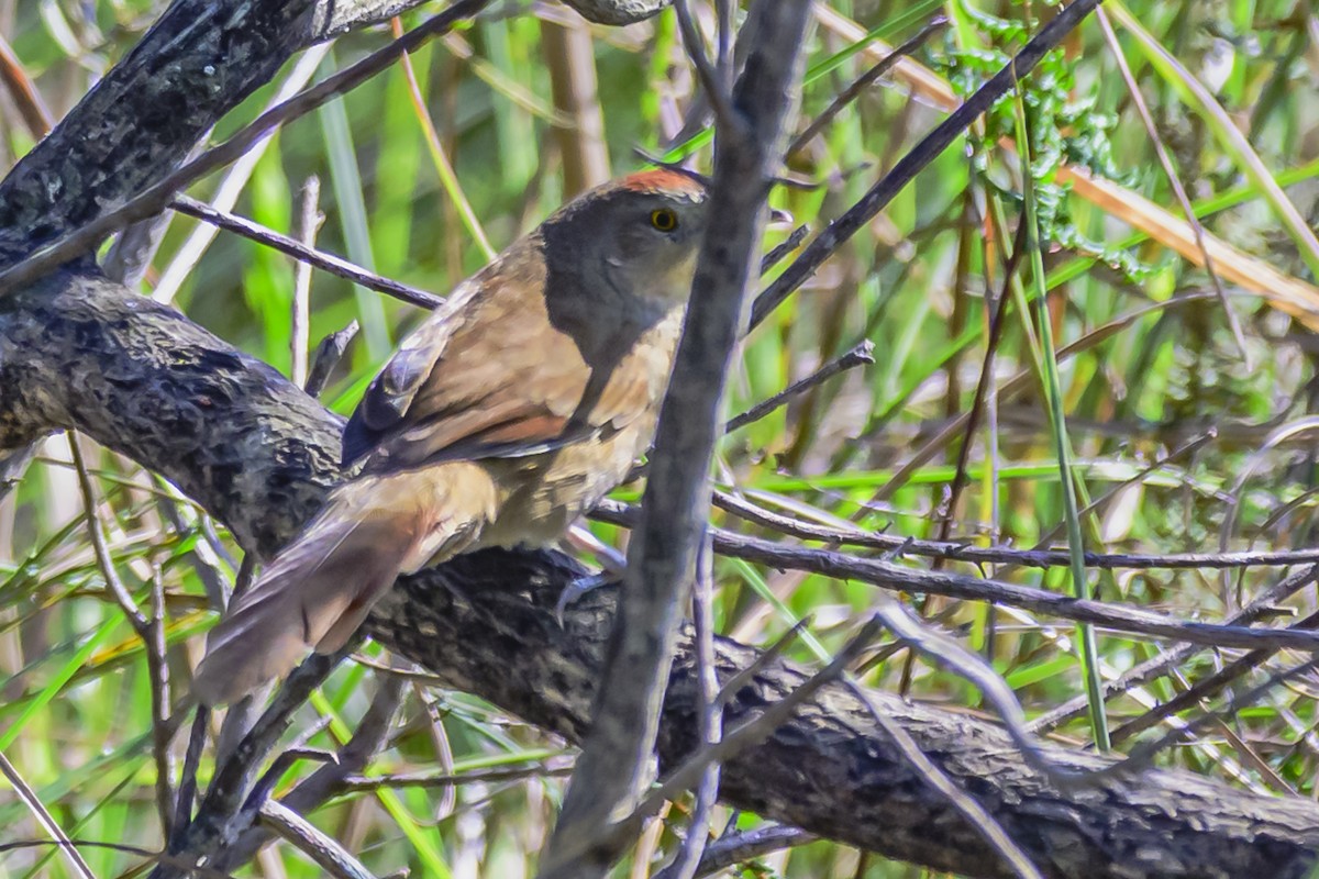 Freckle-breasted Thornbird - Amed Hernández