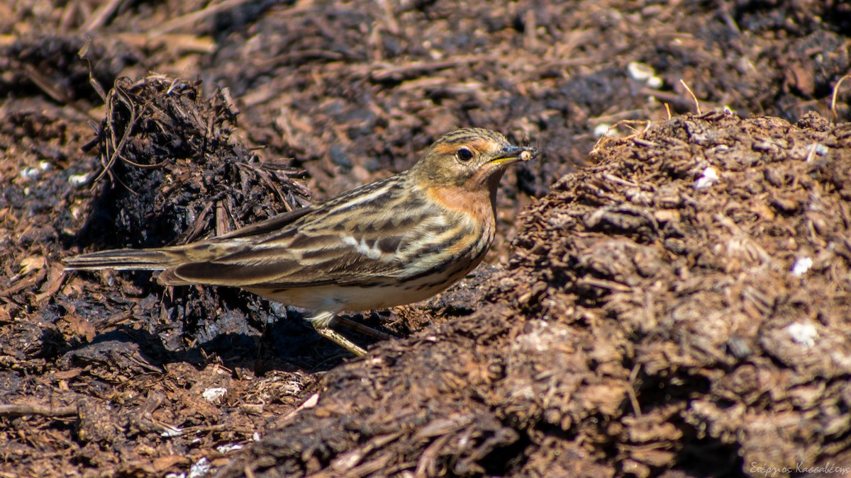 Red-throated Pipit - Stergios Kassavetis