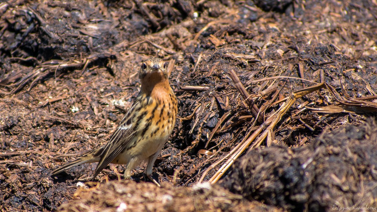 Red-throated Pipit - Stergios Kassavetis