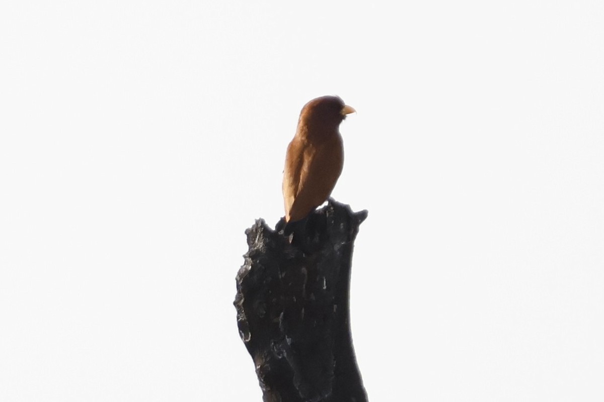 Broad-billed Roller - Mathieu Soetens