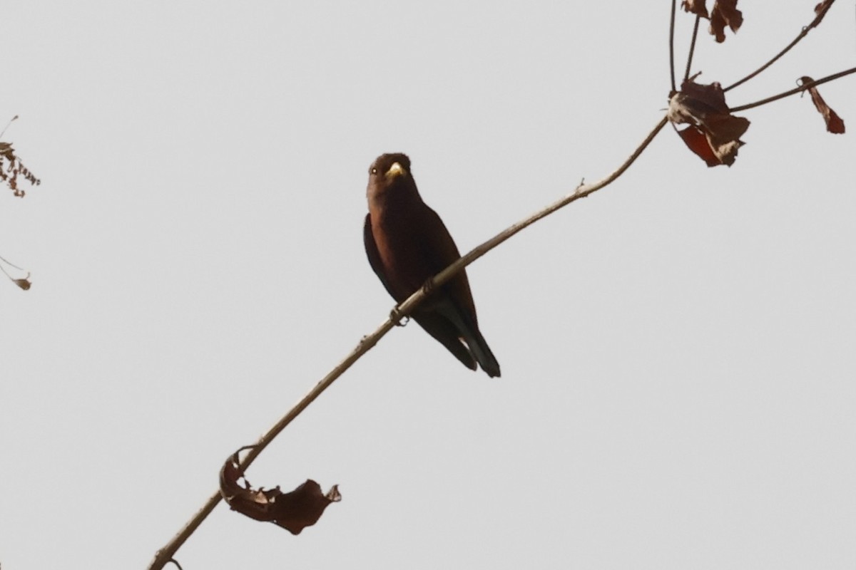 Broad-billed Roller - ML618511315