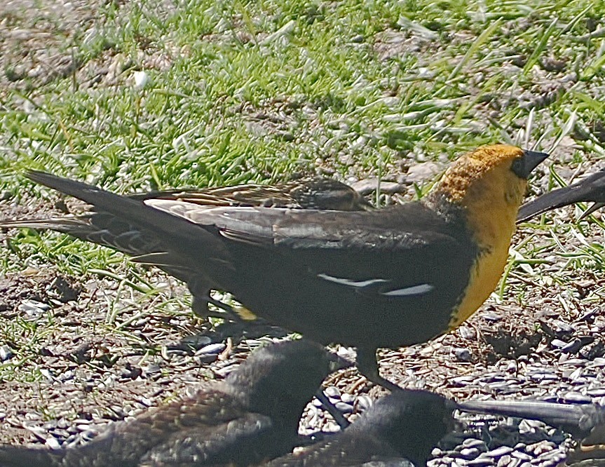 Yellow-headed Blackbird - ML618511350