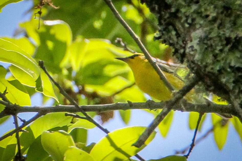 Blue-winged Warbler - Denise Hargrove