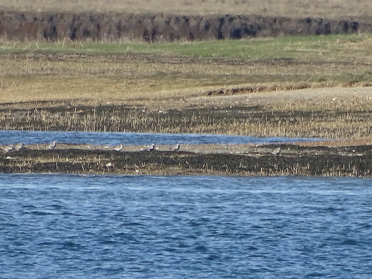 Black-bellied Plover/golden-plover sp. - ML618511363