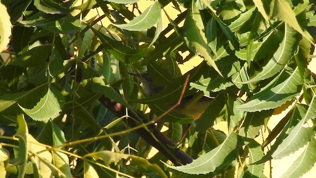 Blyth's Reed Warbler - ML618511398