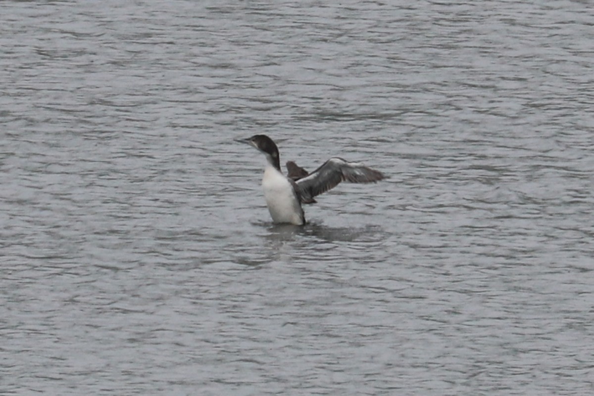 Common Loon - Debra Rittelmann