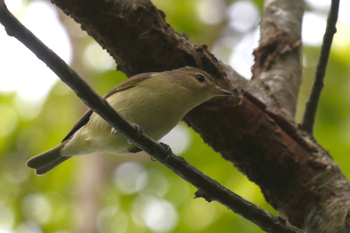 Warbling Vireo (Eastern) - mario balitbit