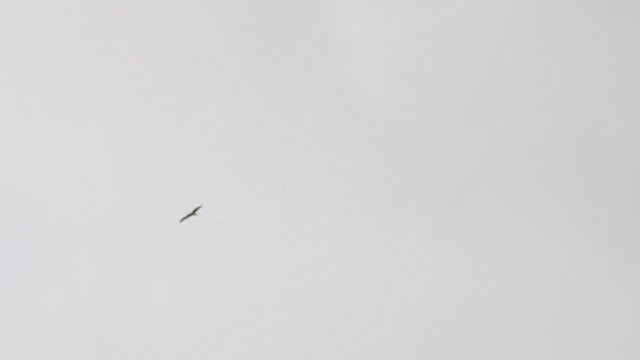 Aquila minore - ML618511440