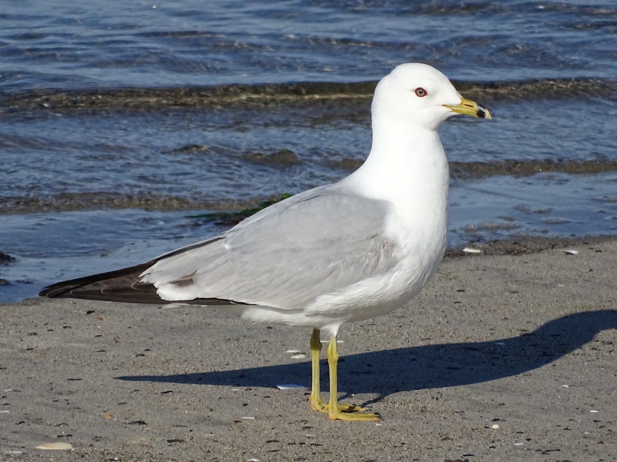 Ring-billed Gull - ML618511471