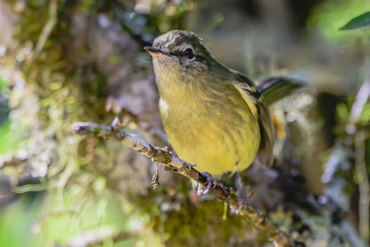 Mottle-cheeked Tyrannulet - Amed Hernández