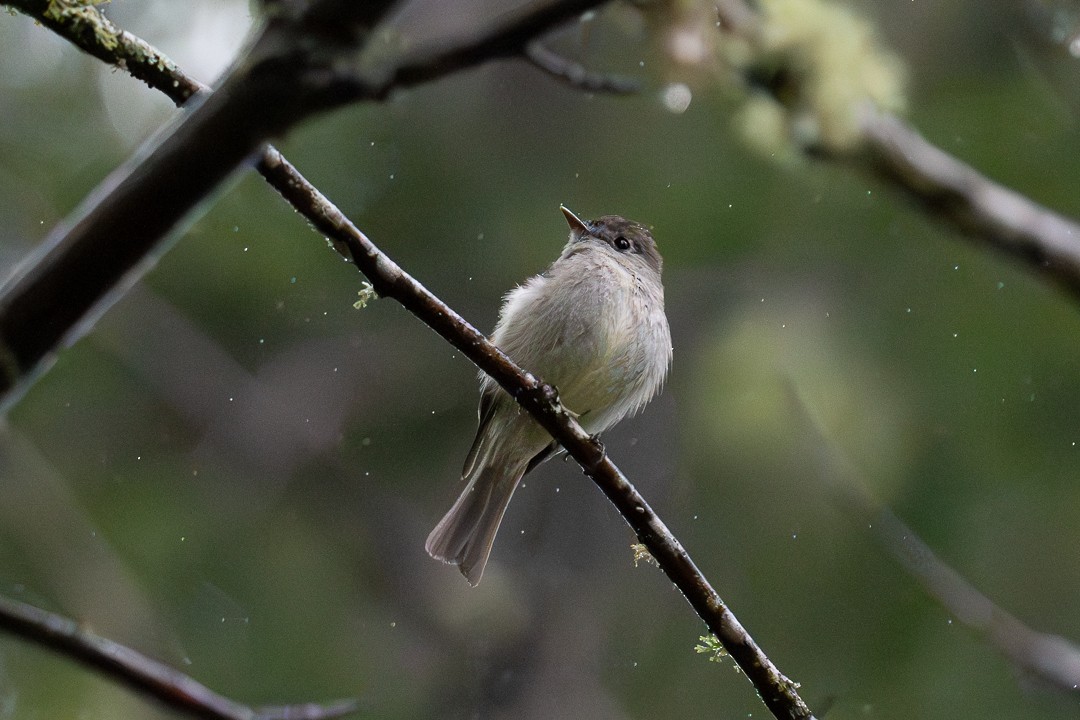 Hammond's Flycatcher - ML618511477