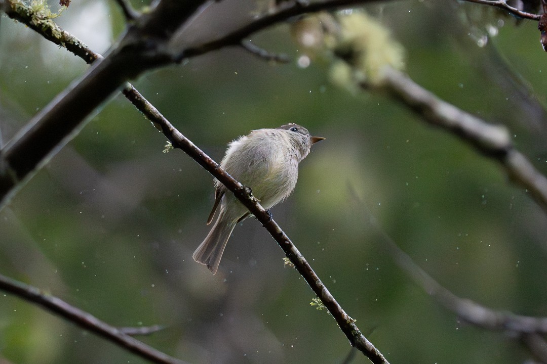 Hammond's Flycatcher - ML618511478