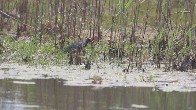 Purple Gallinule - ML618511557