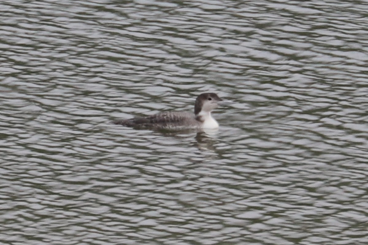 Common Loon - Debra Rittelmann