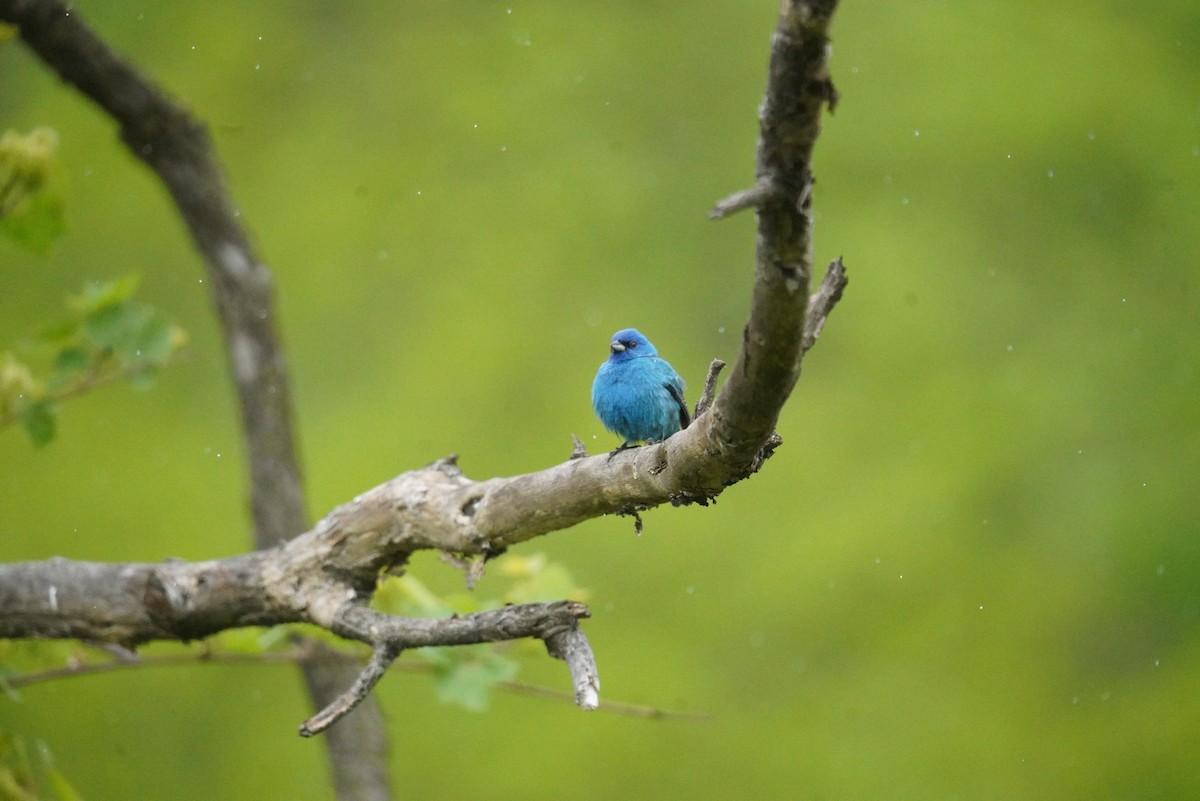 Indigo Bunting - ML618511579