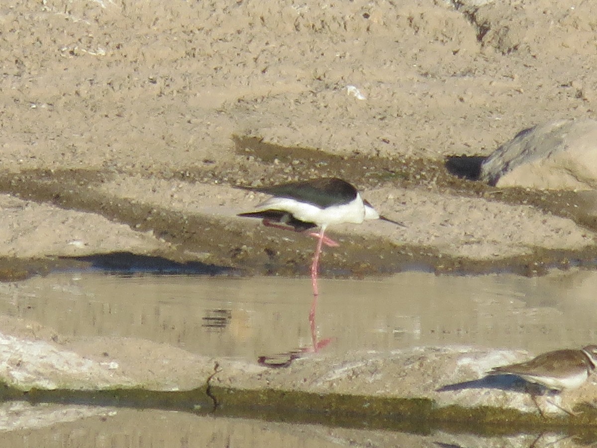 Black-necked Stilt - Anonymous