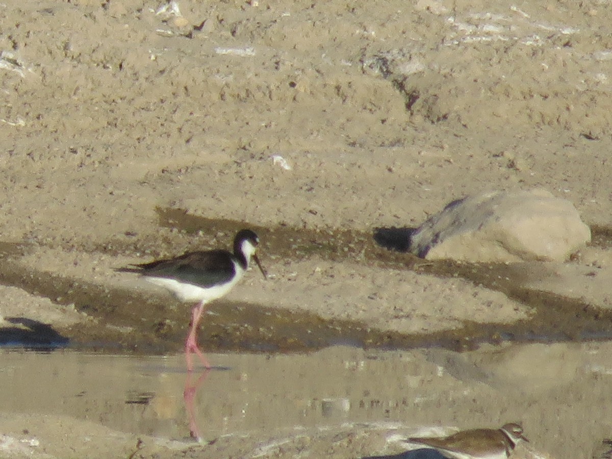 Black-necked Stilt - ML618511586