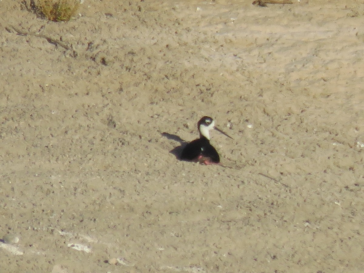 Cigüeñuela Cuellinegra - ML618511587