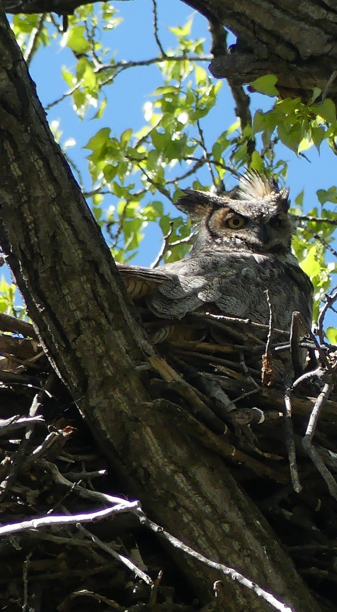 Great Horned Owl - ML618511602