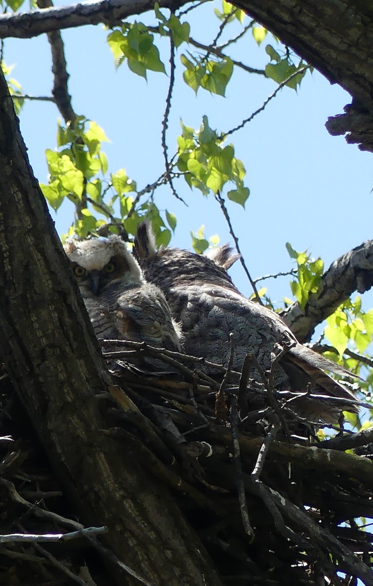 Great Horned Owl - ML618511603