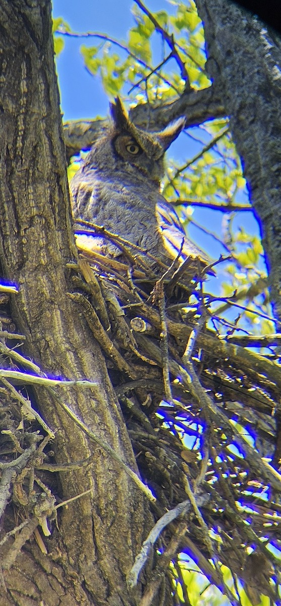 Great Horned Owl - ML618511605