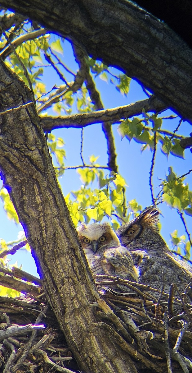 Great Horned Owl - ML618511606