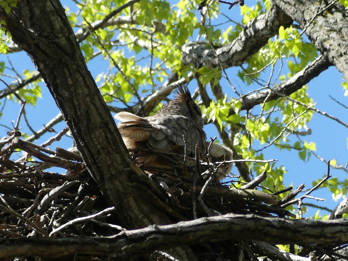 Great Horned Owl - ML618511608