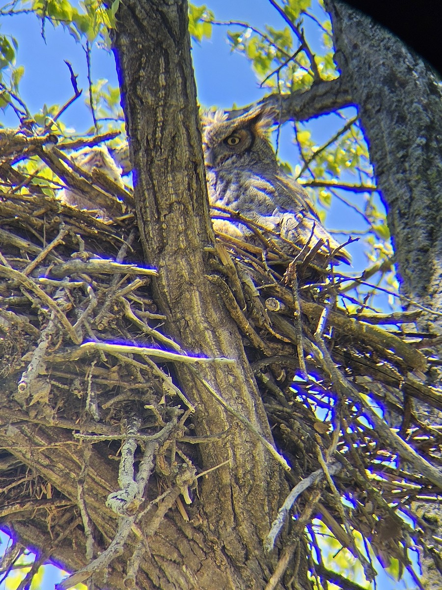 Great Horned Owl - ML618511609