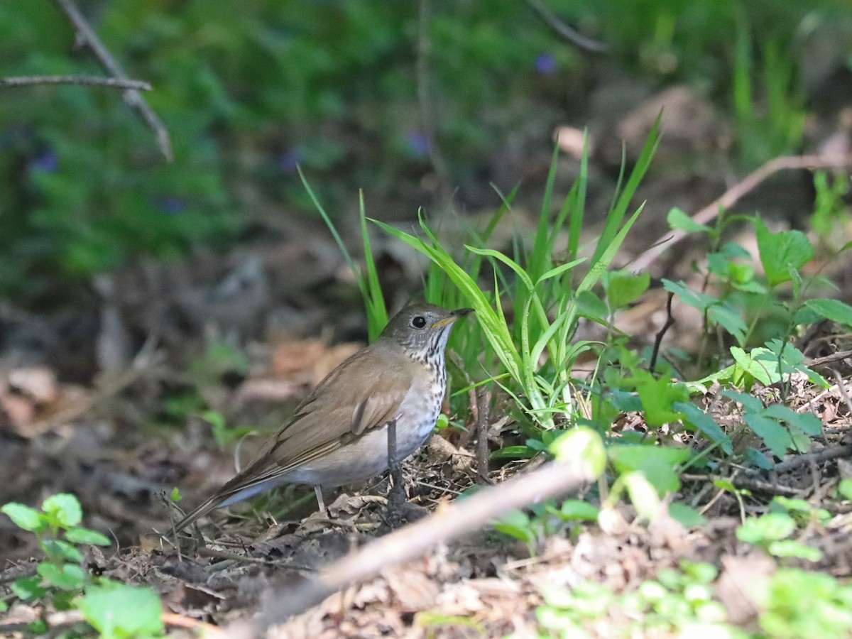 Gray-cheeked Thrush - Nolan Kerr