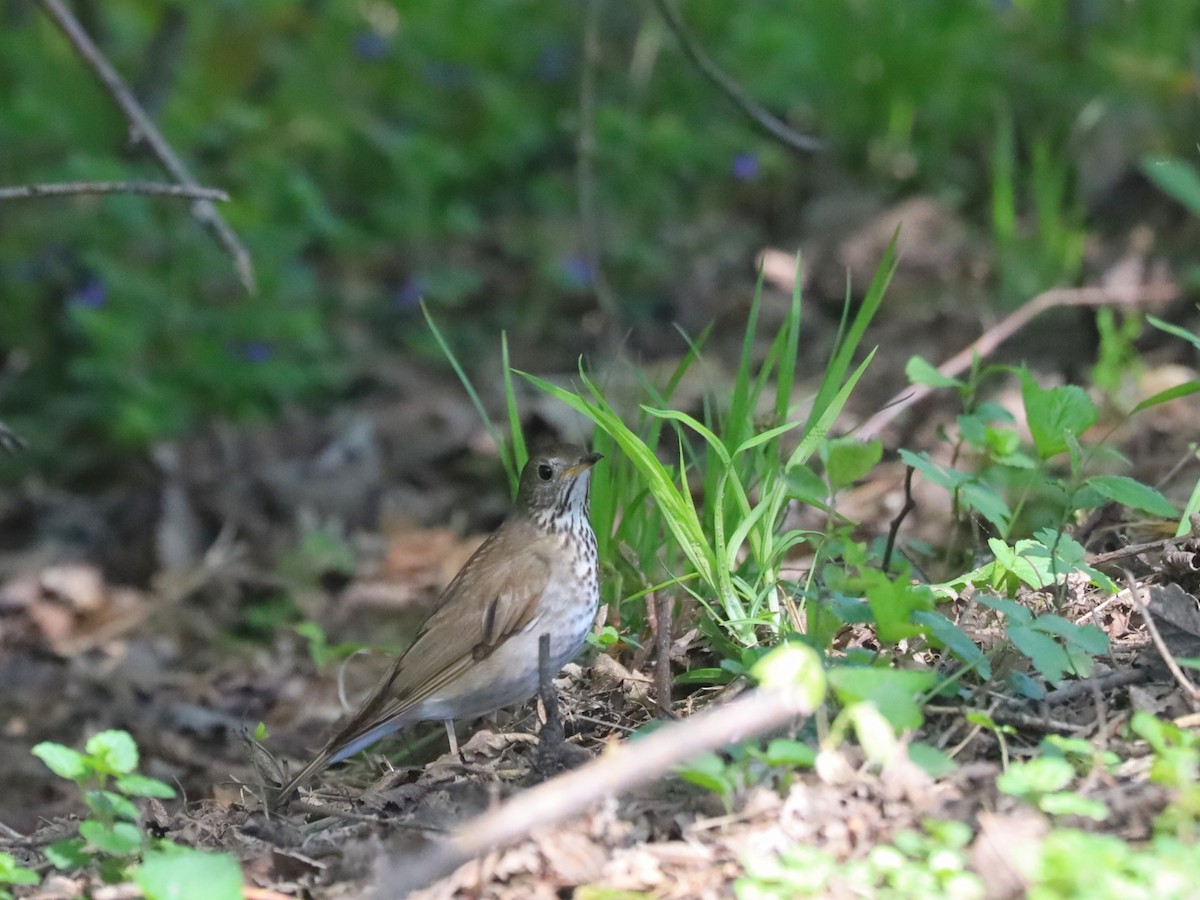 Gray-cheeked Thrush - Nolan Kerr