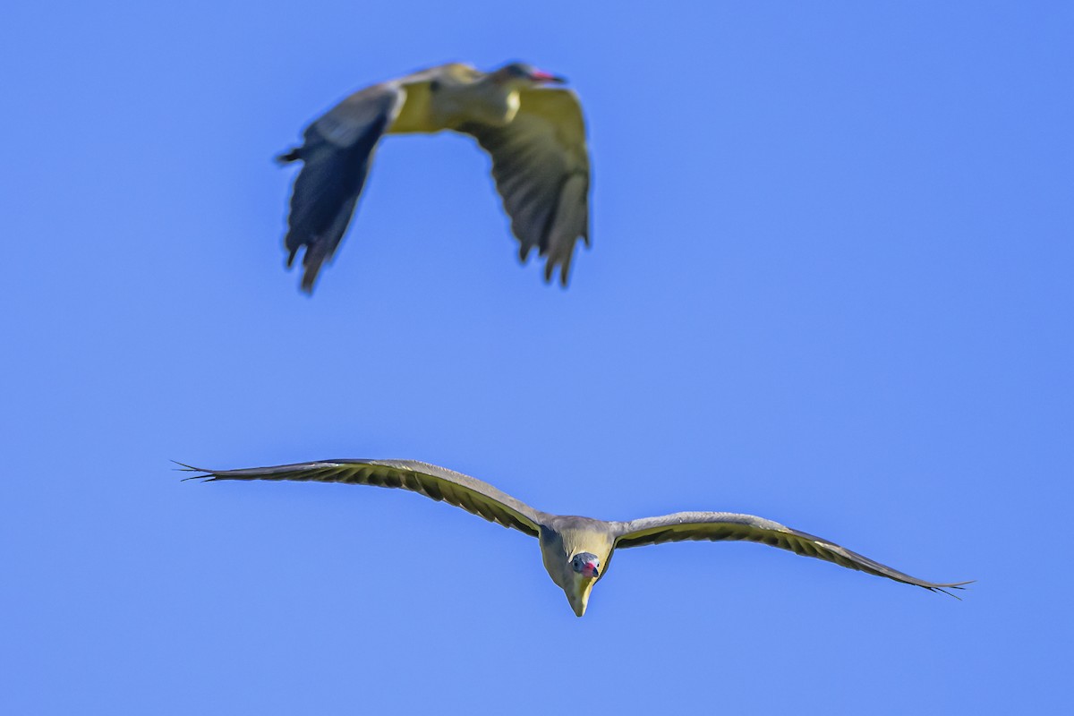 Whistling Heron - Amed Hernández