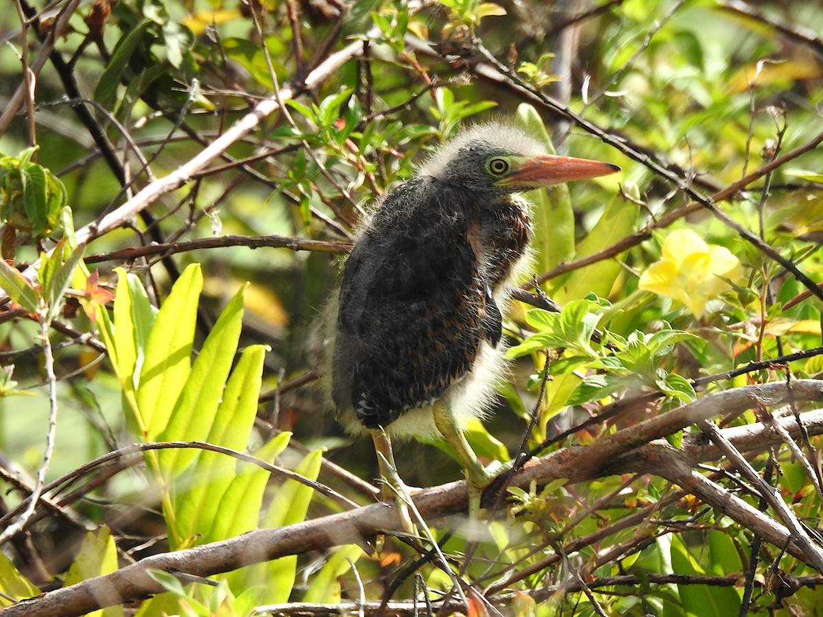 Green Heron - ML618511656