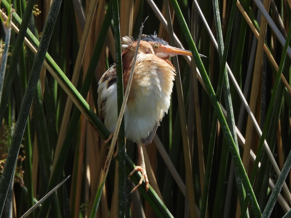 Least Bittern - Steve Hosmer