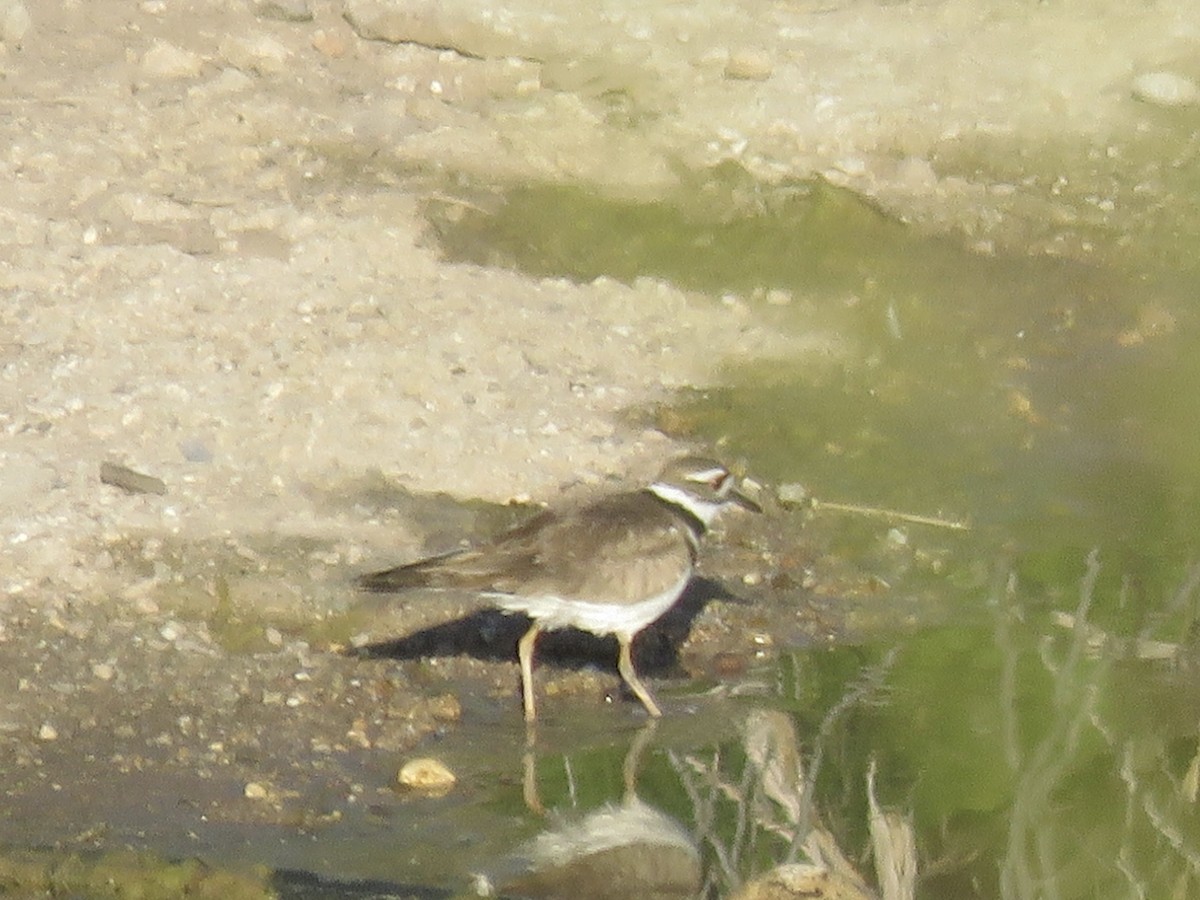 Killdeer - ML618511669