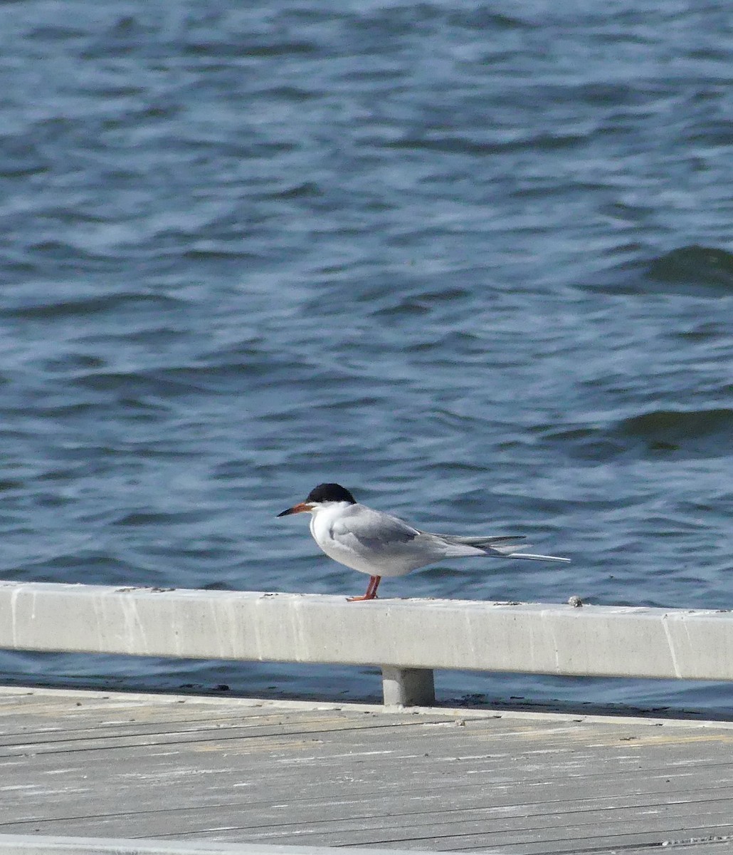 Forster's Tern - ML618511672