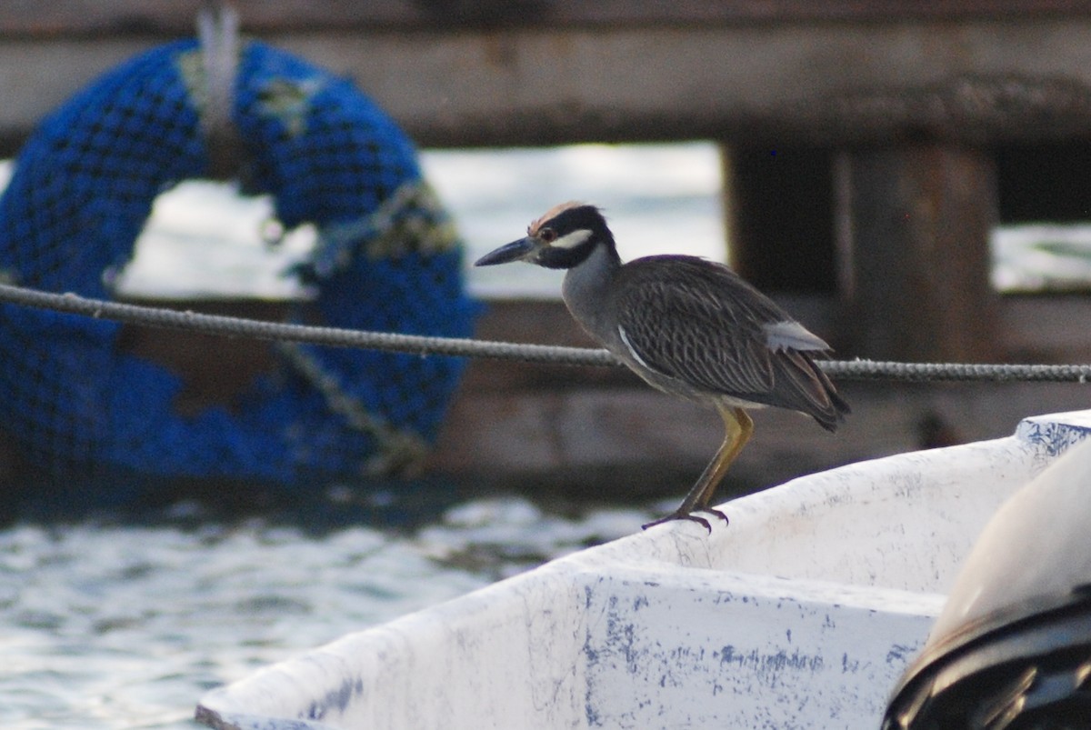 Yellow-crowned Night Heron - David Jeffrey Ringer