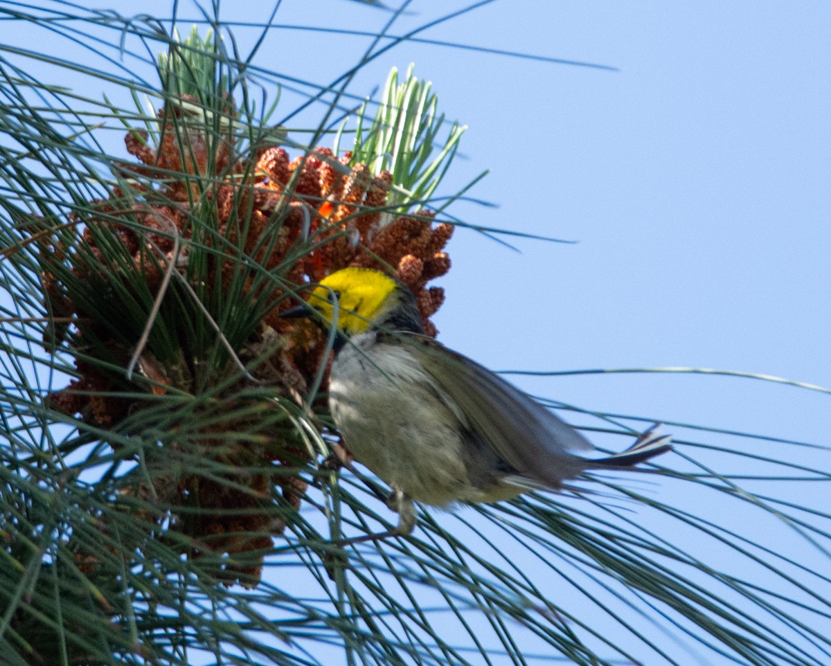 Hermit Warbler - ML618511701