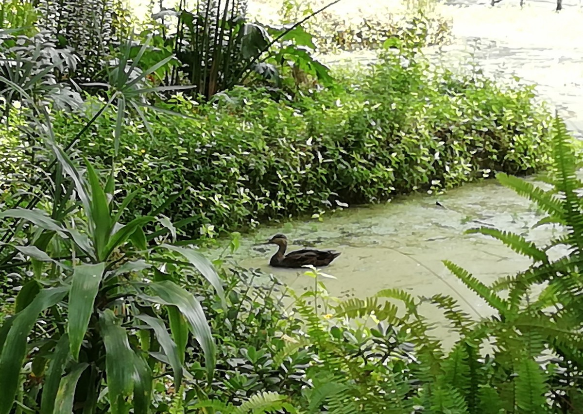 kachna mexická - ML618511711