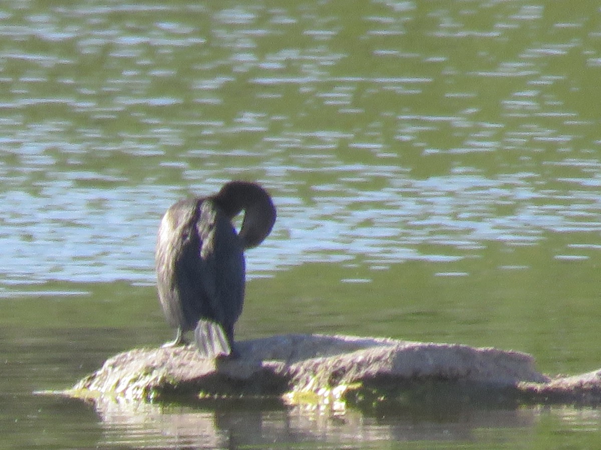 Neotropic Cormorant - Anonymous