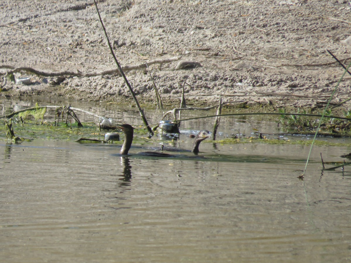 Neotropic Cormorant - ML618511717