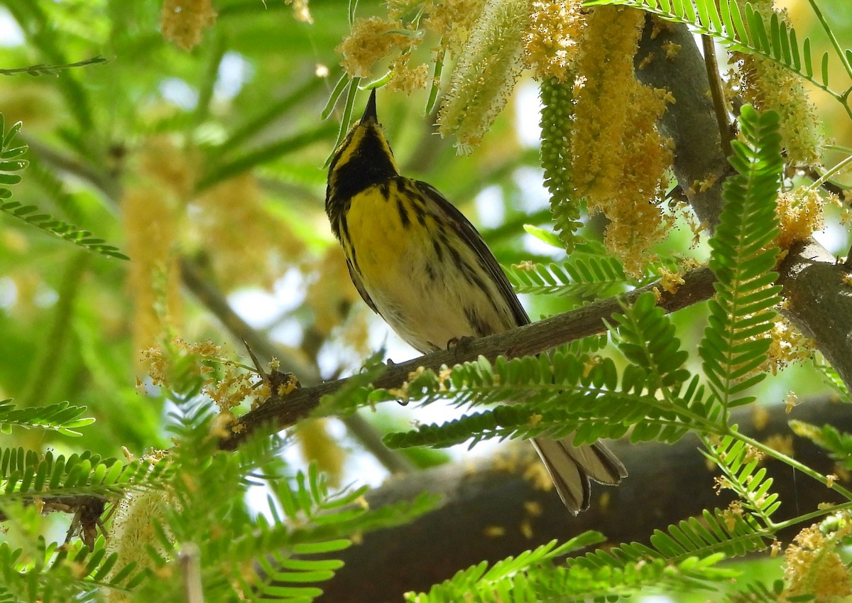 Townsend's Warbler - Steve Hosmer