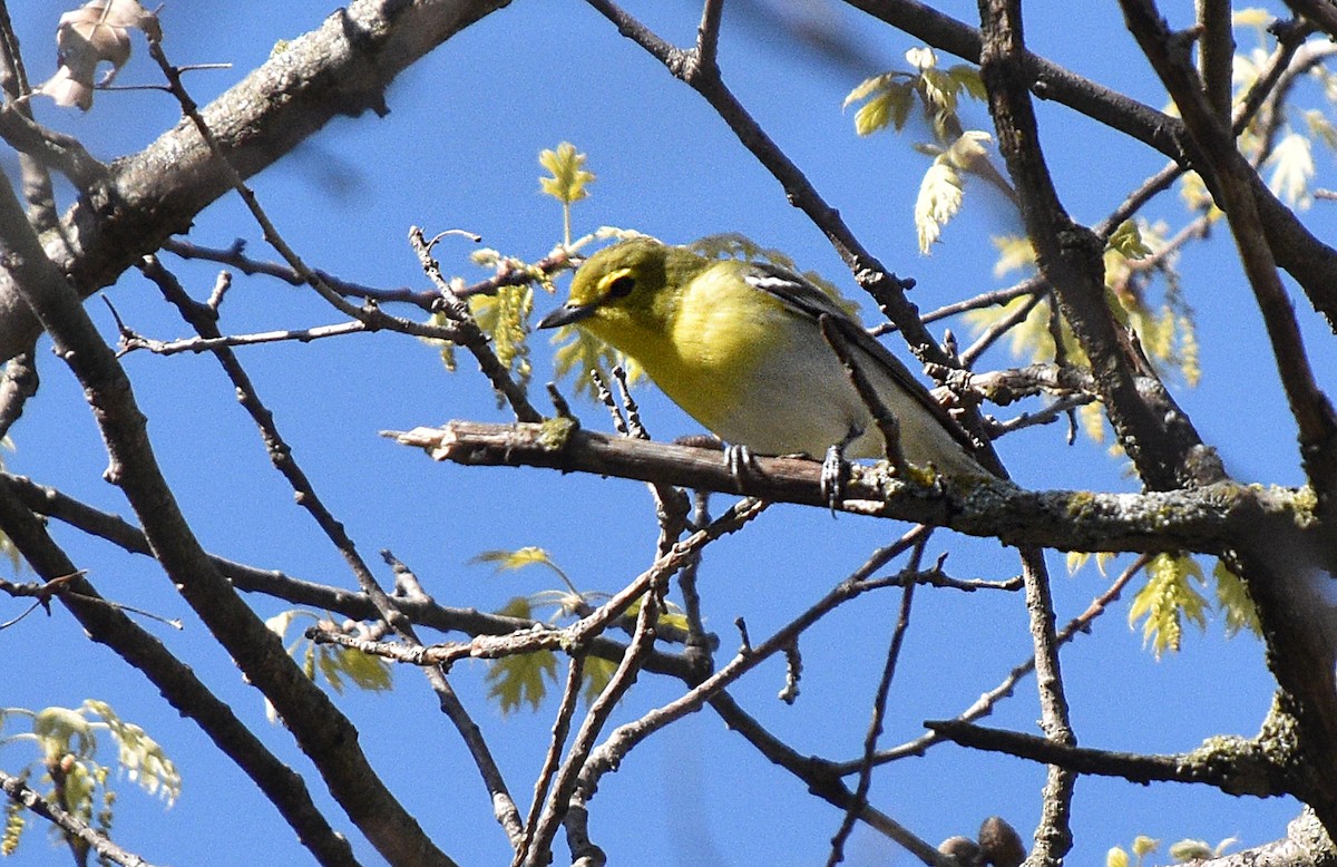 Yellow-throated Vireo - ML618511746