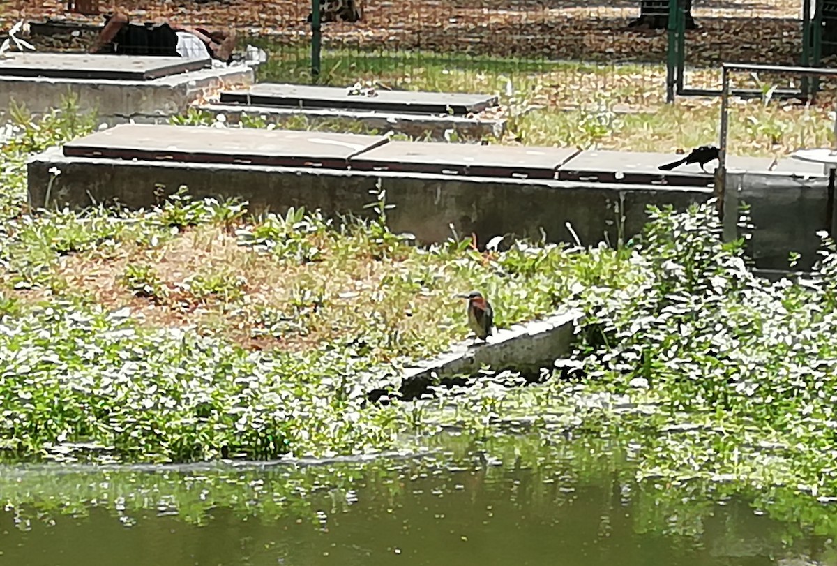 volavka zelenavá - ML618511779