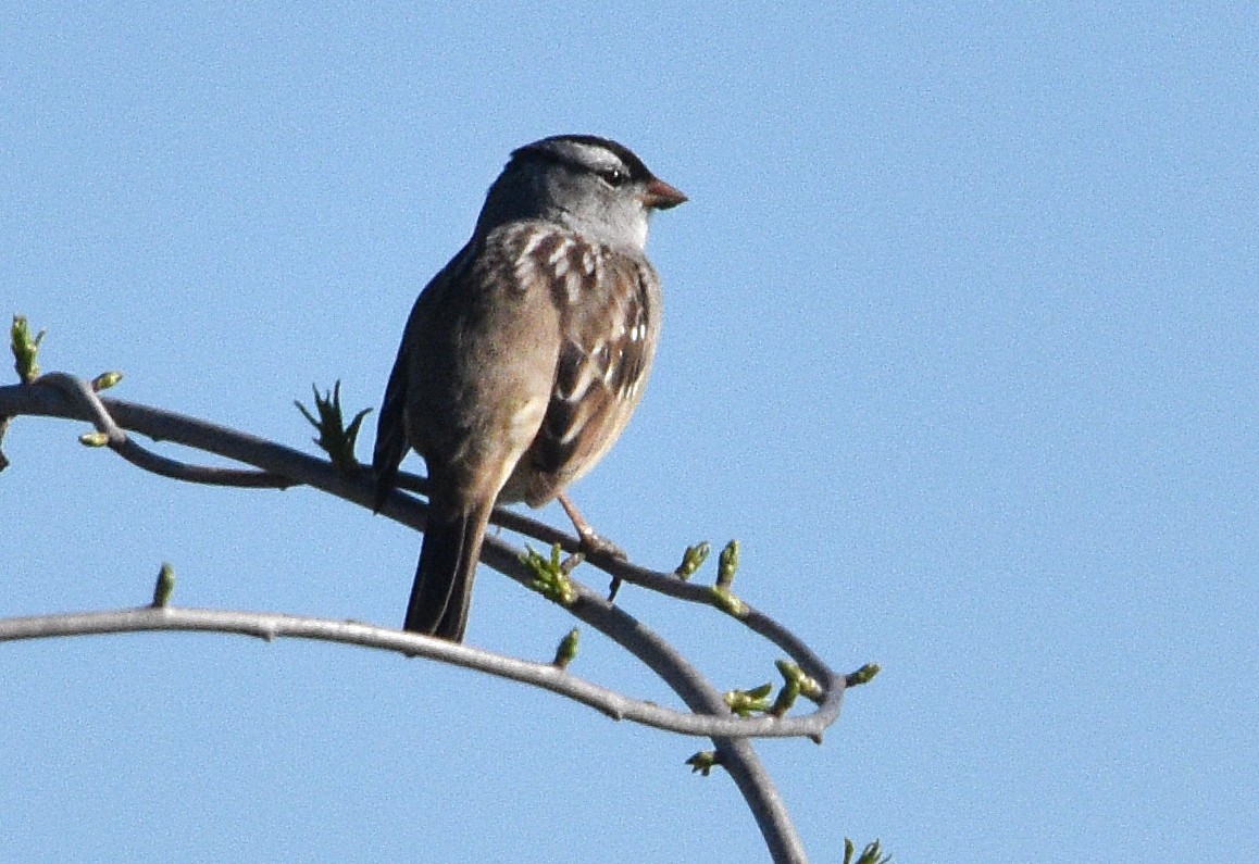 White-crowned Sparrow - ML618511796