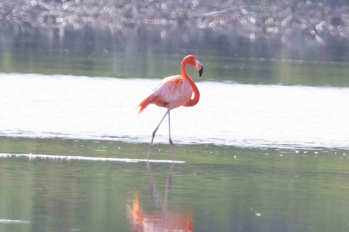 Amerika Flamingosu - ML618511826