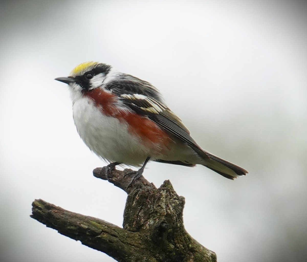 Chestnut-sided Warbler - Brian Lineaweaver