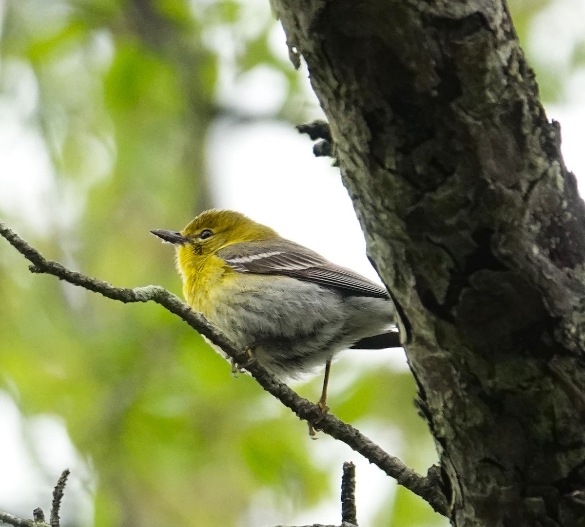 Pine Warbler - Brian Lineaweaver