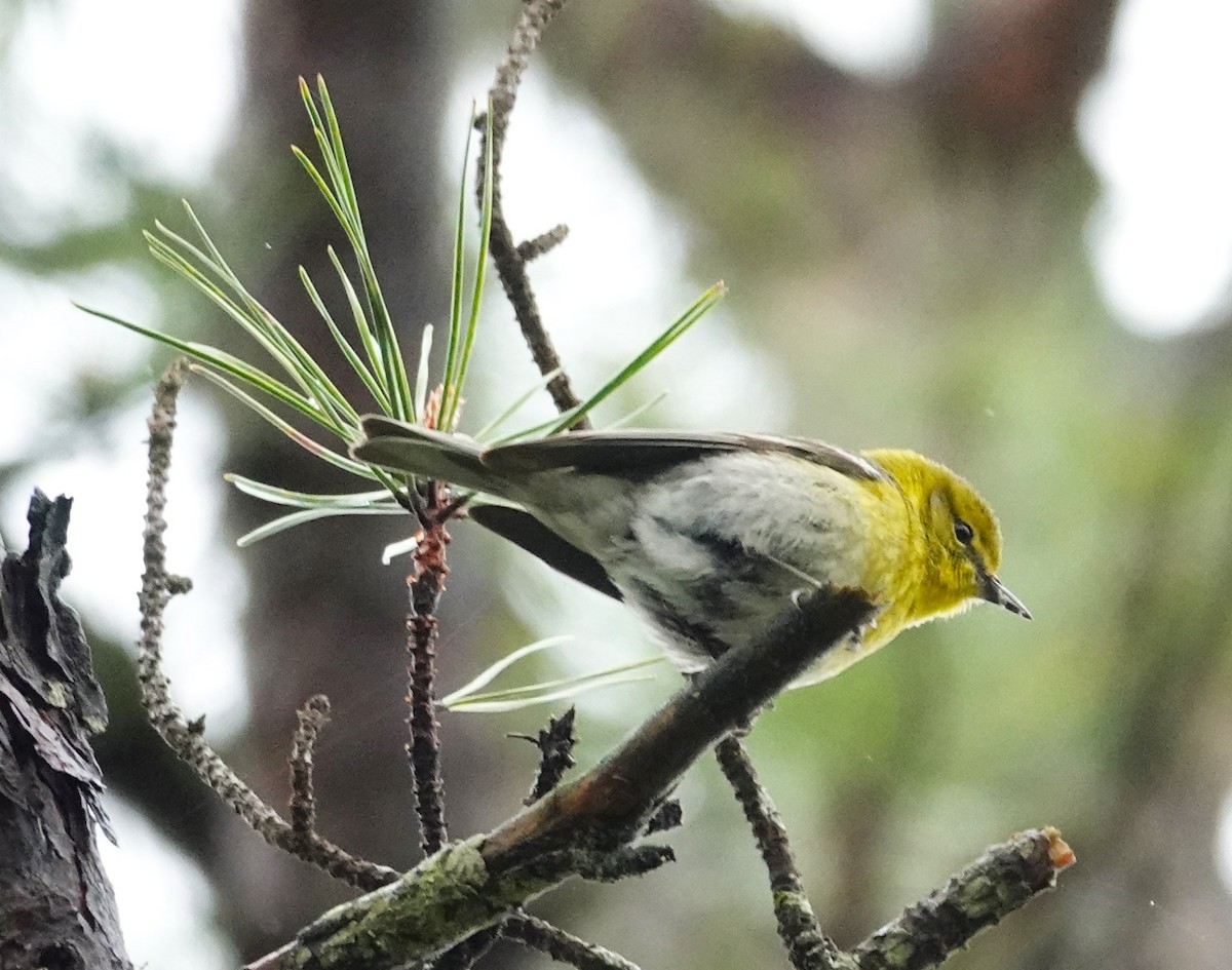 Pine Warbler - Brian Lineaweaver